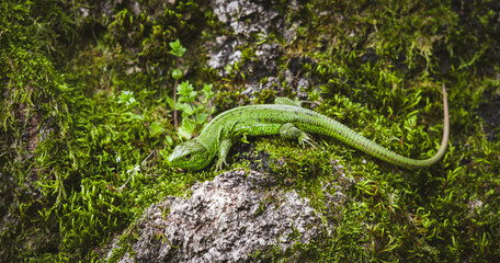 Fototapeta premium Green lizard resting on mossy rock in natural forest environment