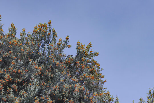Andean kolli tree in the process of flowering in spring