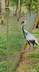 Fototapeta premium Crane bird standing near a wire fence in a green outdoor environment