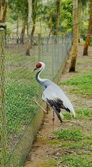 Fototapeta premium Crane bird standing near fence in a green outdoor environment