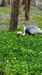 Fototapeta premium Crane bird foraging on green grass in a forested area