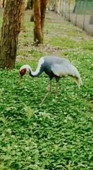 Fototapeta premium Crane bird walking on green grass in a natural outdoor setting