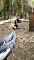 Fototapeta premium Two crowned cranes standing side by side in a natural setting