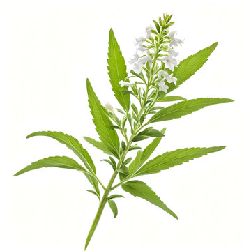 Lemon Verbena Sprig with White Flowers Isolated on White Background