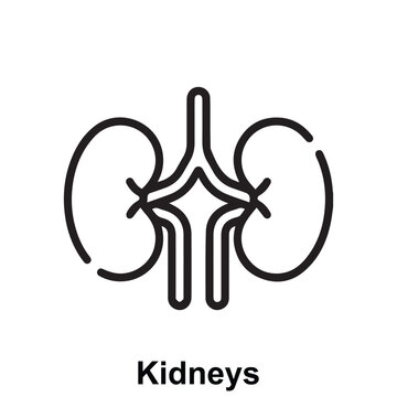 Modern kidney icon representing renal health, filtration function, and urinary system wellness in a clean and professional vector style ideal for healthcare, nephrology, medical, and wellness design.