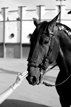Retrato art&iacute;stico en blanco y negro de la cabeza de un caballo.Blanco y negro, contraste, sombra, art&iacute;stico, mirada, oscuro, bocado, cuero, detalle, textura, monocromo, drama, luz, cabeza, perfil,