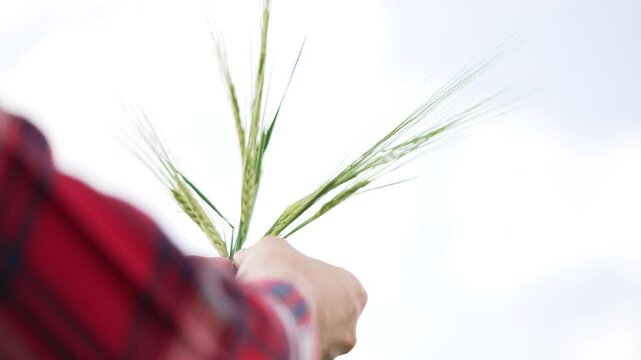 Farmer holding green wheat ears against sky. Hand grips fresh grain stalks outdoors. Green wheat spikes spread in farmer fist. Crop inspection during growth season. Agriculture and farming concept.