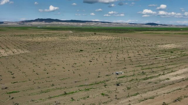 Agricultural drone spraying pesticides over a young olive plantation in a rural field under a bright blue sky in Kakheti region, Georgia