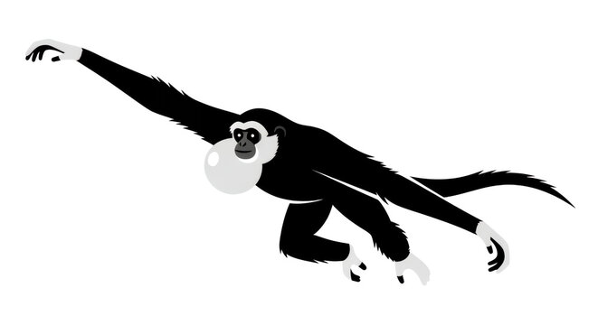 Black and White Siamang Gibbon Illustration with Inflated Throat Sac Swinging Isolated on White Background