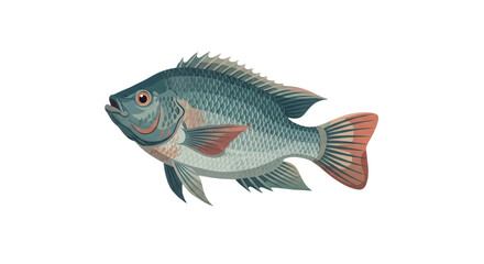 Fototapeta premium Tilapia Fish Illustration Isolated on White Background - Realistic Freshwater Cichlid for Seafood and Aquaculture Concepts