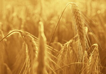 Obraz premium backdrop of ripening ears of yellow wheat field on the sunset cloudy orange sky background. Copy space of the setting sun rays on horizon in rural meadow Close up nature photo Idea of a rich harvest.
