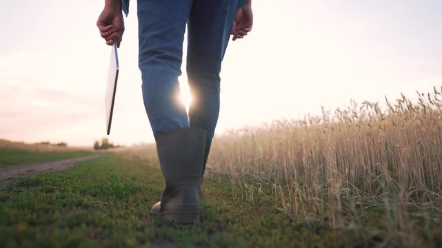Farmer walking along wheat field holding laptop at sunset. Small dog follows farmer in rubber boot near crop. Agriculture worker walks through rural farmland. Modern farming with digital technology.