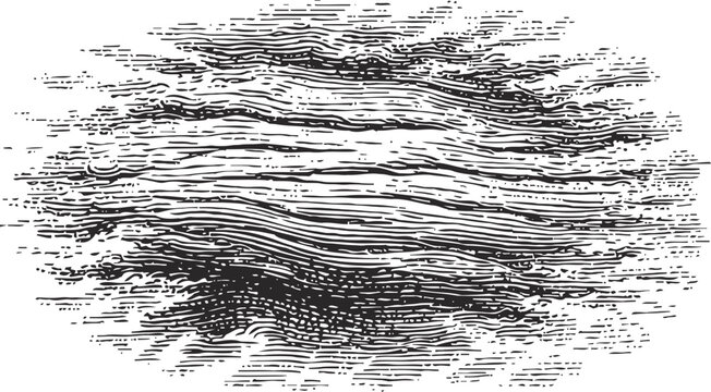 Wood grain texture detailed natural pattern of tree rings and bark lines in black and white engraving