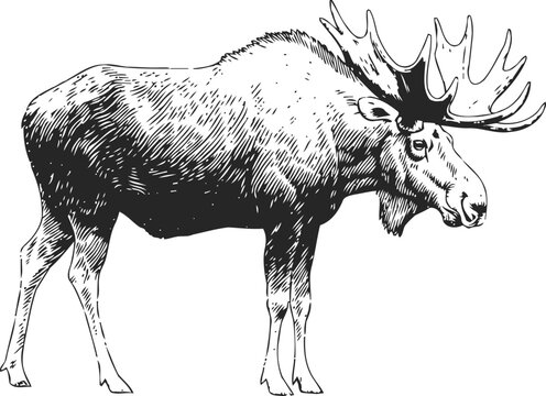 Hand drawn moose illustration with detailed antlers and fur texture, wildlife animal sketch