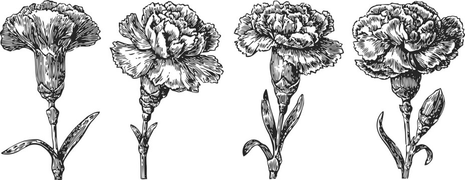 Detailed black and white carnation flower illustrations with buds and leaves, botanical line art collection