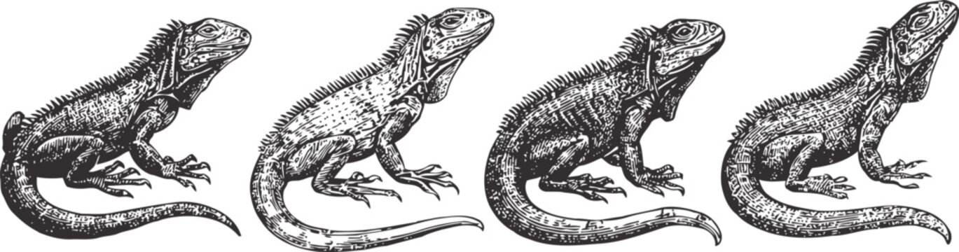 Vintage lizard illustration set detailed reptiles in various poses, black and white engraved artwork