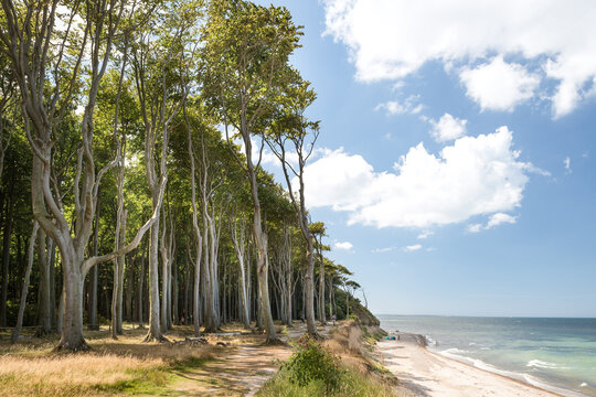 Gespensterwald Ostseebad Nienhagen in Mecklenburg-Vorpommern