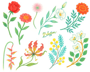 Obraz premium Flowers, different varieties, exotic, field, garden, flower bed, bouquet, colored pencils, watercolor, hand drawing