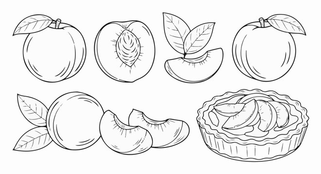 Line art of peaches and a peach pie with leaves