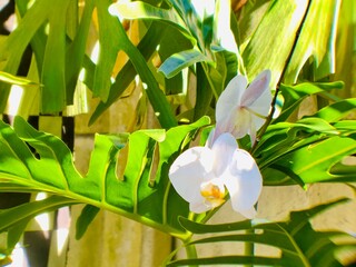 Beautiful white orchids blooming among lush green tropical leaves © Indra Noer Iman