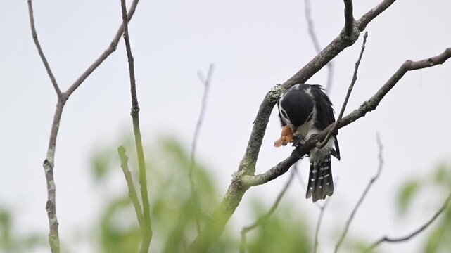 Pied falconet eating butterfly and cleaning beak on branch