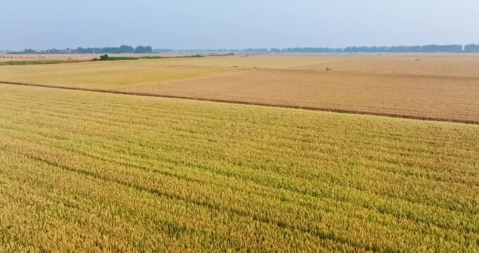 Aerial view of vast golden wheat fields ready for harvest representing agricultural abundance and food production