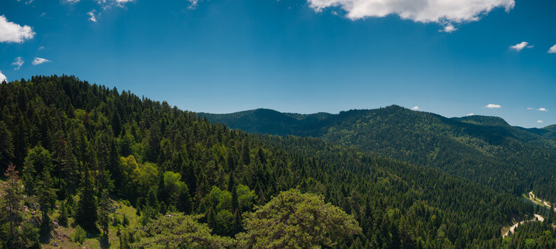 Panoramic view of pine forests. Summer in the mountains. A calm and peaceful natural backdrop.
