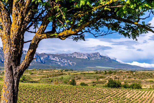 Vineyard landscape with a tree and mountains in Rioja Spain