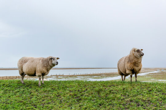 Sheep standing on a green dike at Hallig Groede Germany