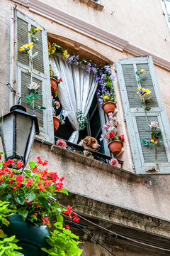 Dog looking out of decorated window in old town of Grasse France