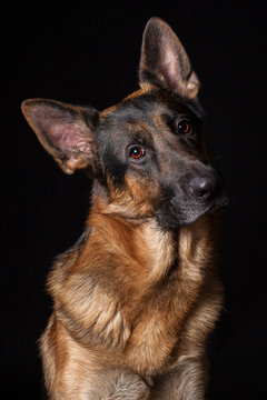Portrait of an attentive German Shepherd dog on a black background