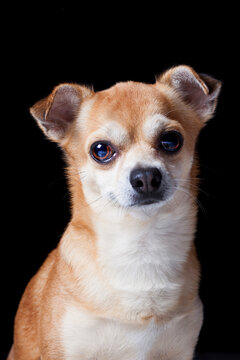 Close up studio portrait of a mixed breed dog on black background