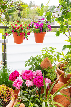 Potted flowers and herbs growing on an urban balcony