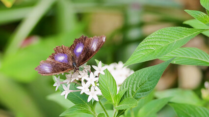 Great Eggfly Butterfly Perched on White Flowers in Port Douglas Rainforest © blueringmedia
