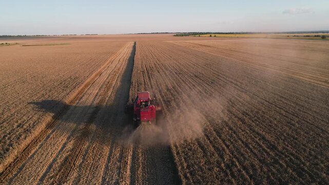 Combine harvester cutting wheat on vast field at sunset. Red harvester moves through golden crop rows. Harvest machine raises dust over farmland. Combine works on wheat field during golden hour.