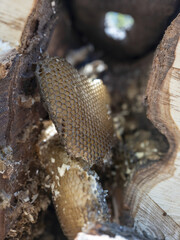 Obraz premium Wild Honeycomb Nest Inside Old Hollow Tree Natural Beeswax Cells Golden Honey