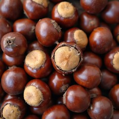 Obraz premium Pile of many brown chestnuts in close-up view. Round shiny nuts with textured caps, perfect for autumn or fall food themes. Organic healthy natural foodstuff.