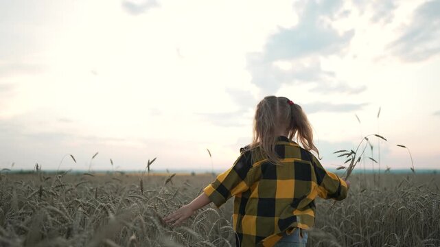 Child walking through wheat field touching grain at sunset. Kid explores golden farmland. Girl runs in countryside harvest crop. Young child plays in wheat during evening. Kid enjoys nature outdoors.