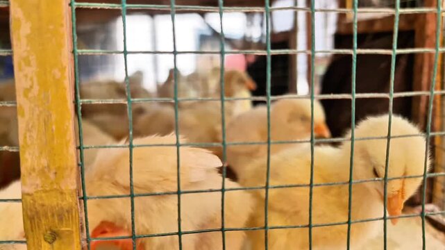 Lucrative Poultry Business  Group of Cream Colored Broiler Chicks in Cage Ready for Market
