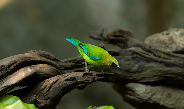 Greater Green Leafbird walking along twisted tree branch