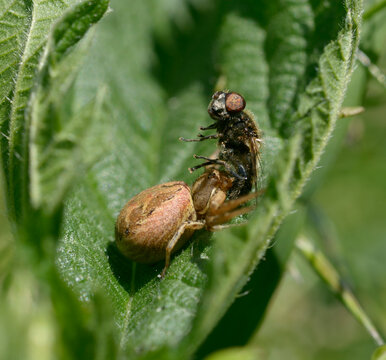 Crab spider Xysticus ulmi hunting and catching a fly on a green leaf
