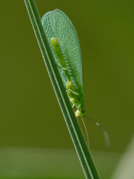 Green lacewing Chrysoperla carnea sitting on a thin blade of grass
