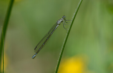 Common blue damselfly Enallagma cyathigerum resting on a thin grass stem, macroscape © Yurii Zushchyk