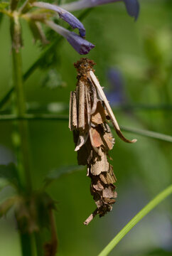 Bagworm moth Psychidae caterpillar in a protective case on a plant stem