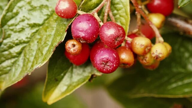 Red berries close up with a sliding camera move stock footage