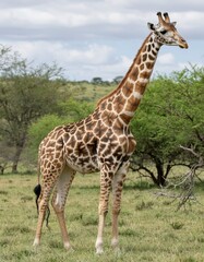 Obraz premium A giraffe against a background of trees in its natural habitat. Animal of Africa