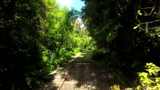 Front View From Moving Train Through Sunlit Forest