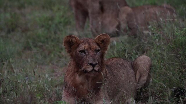 Young lion cubs watching the jackal calling