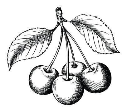 Vintage of a cluster of cherries with leaves on a white background