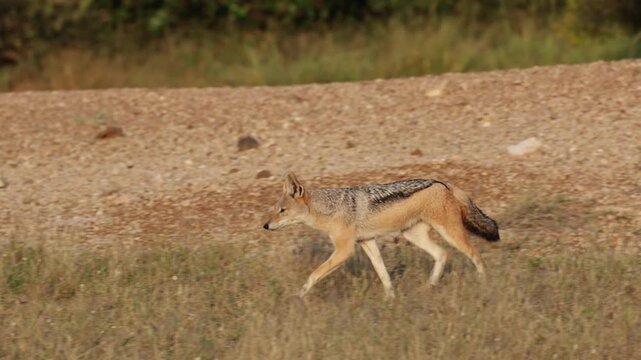  Black-backed jackal on the move